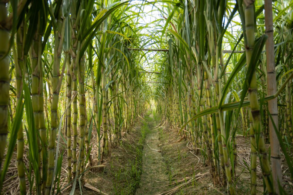 Sugarcane field with plant