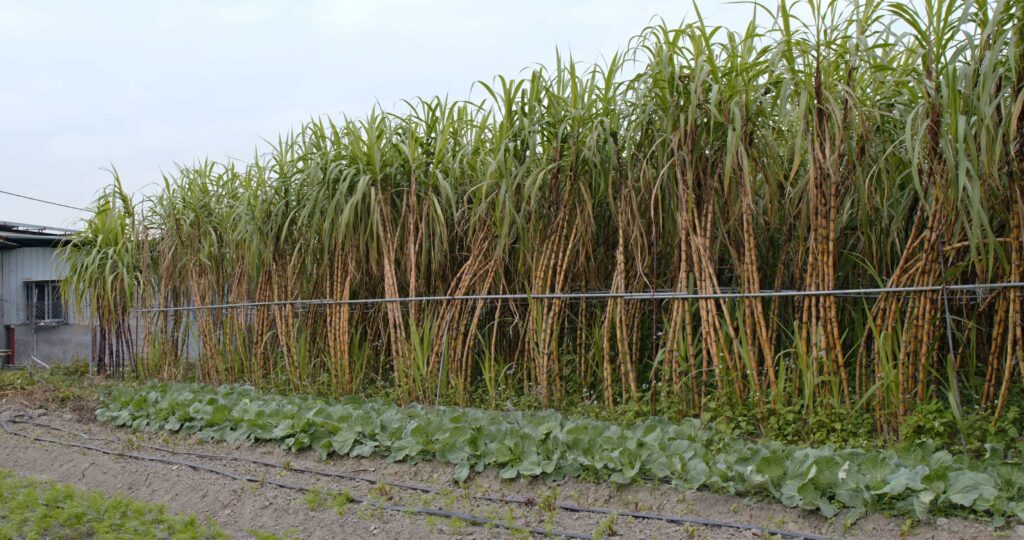 sugar cane industry