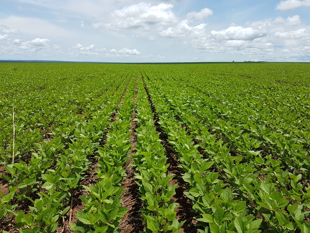 Soybean,Crop,In,Brazil,,Large,Soybean,Plantations, Cerrado