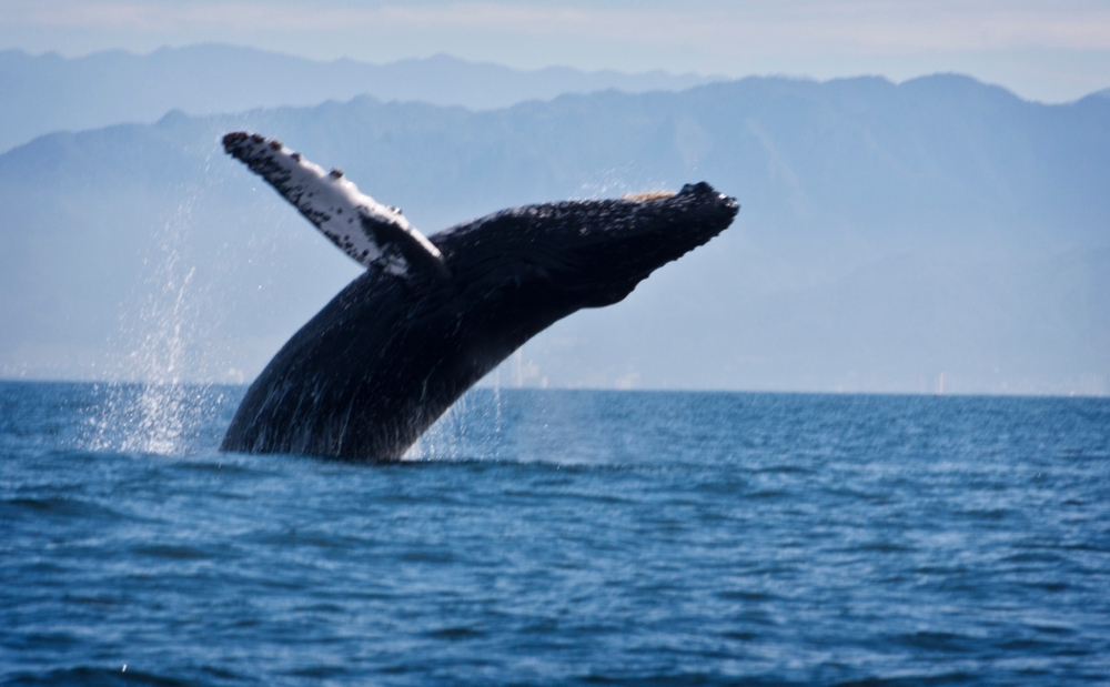 Humpback Whale